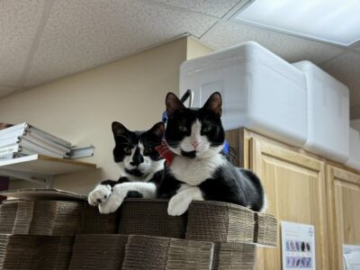 Cats