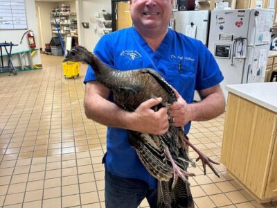 Doc w Turkey