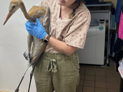Kat w Bird