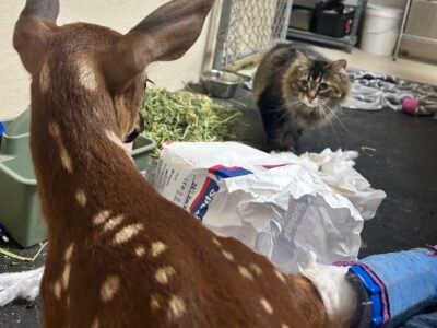 Momma and fawn