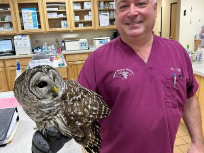 Owl