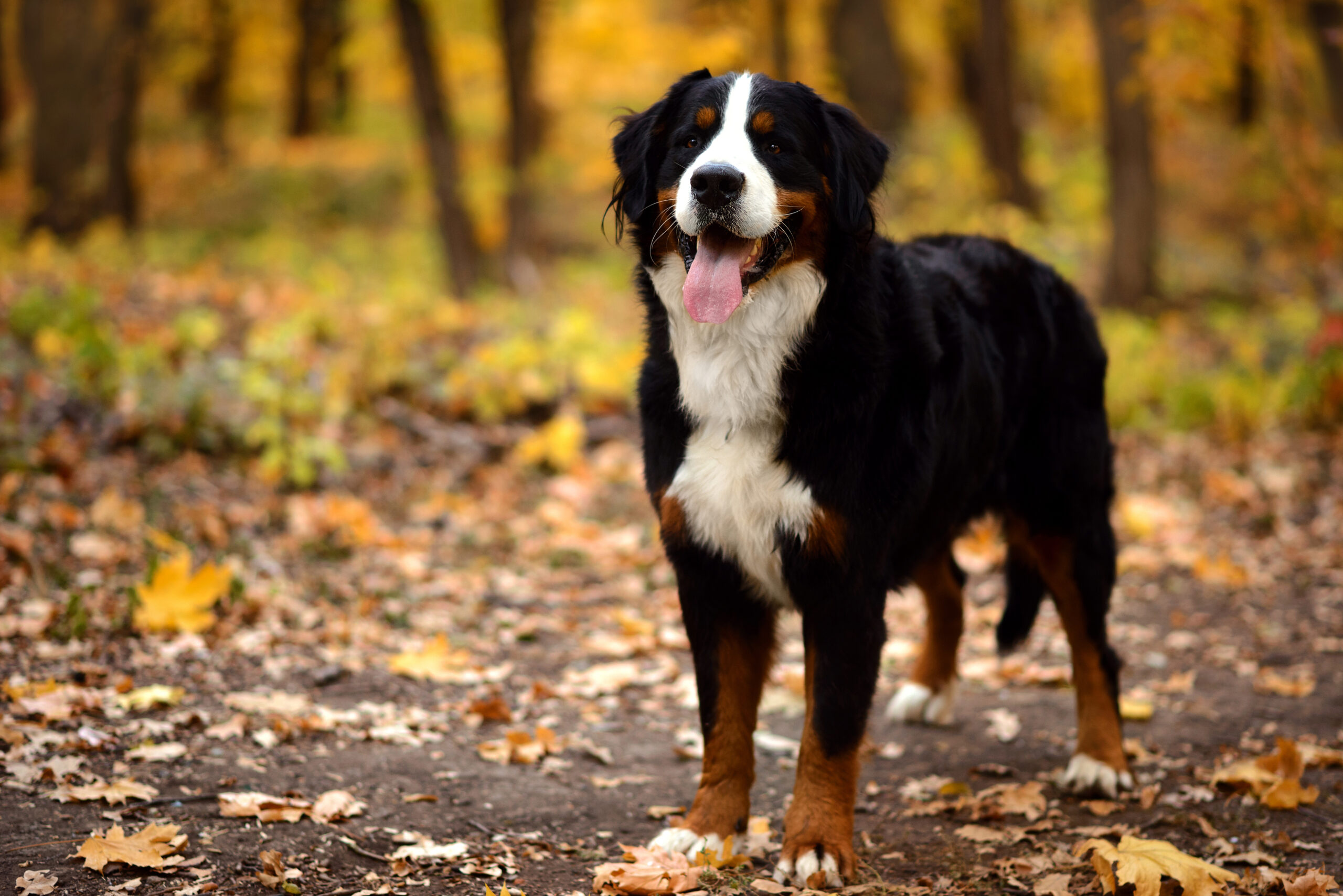 Veterinarian in Sault Ste. Marie, MI
